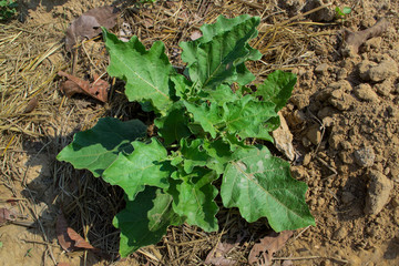 Planting eggplant in a natural garden.