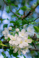 Obraz premium Branch of a blossoming apple tree