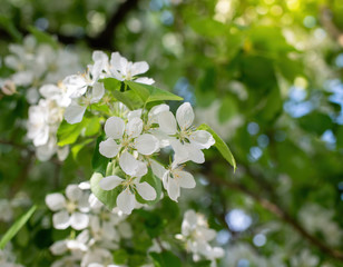 Branch of a blossoming apple tree