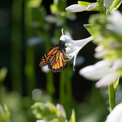 Monarch butterfly on white hosta