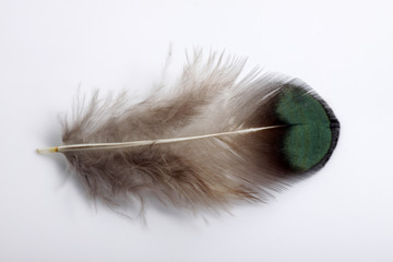 Picture of bird's feather isolated on white background, usually used for craft