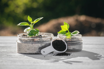 Botany. Pedology concept. Soil sample and green small tree on the white desk background.