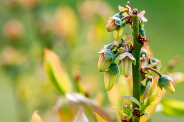 European blueberry in bloom. European blueberry flowers Vaccinium myrtillus is a species of shrub with edible fruit of blue color. Close up