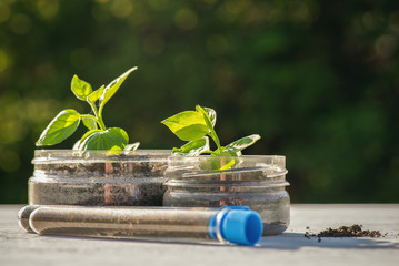 Botany. Pedology concept. Soil sample and green small tree on the white desk background.