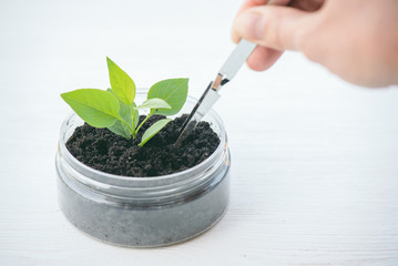 Green plant in the jar close up. Botany.