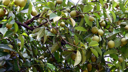 Nutmeg fruit or pala on tree in Indonesia. 