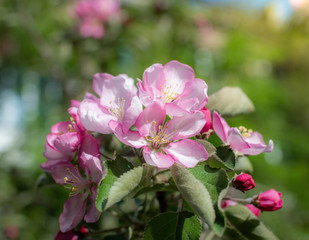 Branch of a blossoming flower pink apple tree
