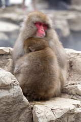 A Snow monkey and child (Japanese Macaque) sitting alongside a hot spring, Nakano, Japan.	