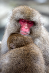 A Snow monkey and child (Japanese Macaque) sitting alongside a hot spring, Nakano, Japan.	