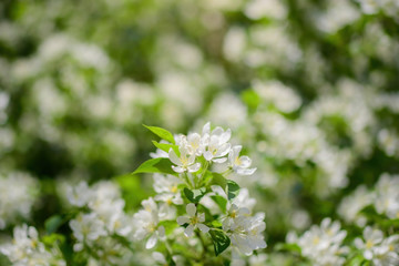 Branch of a blossoming apple tree