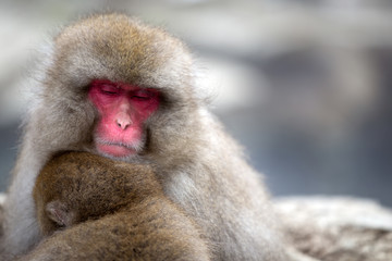 A Snow monkey and child (Japanese Macaque) sitting alongside a hot spring, Nakano, Japan.	