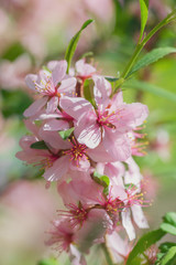 Flowering pink almonds close up