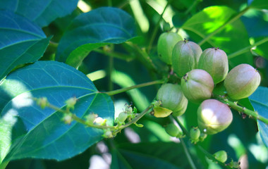 Coccoloba spicata Lundell  tree in Indonesia. 