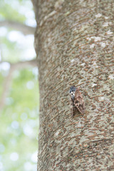 木に止まるアブラゼミ