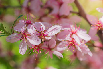Flowering pink almonds close up