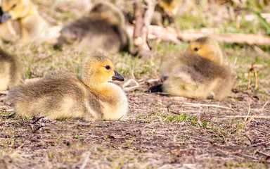 Goslings are enjoying springtime on green grass