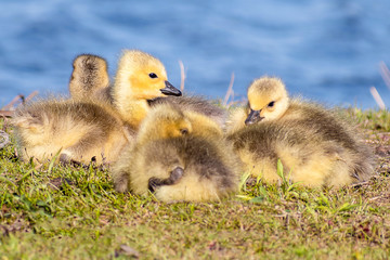Goslings are enjoying springtime on green grass