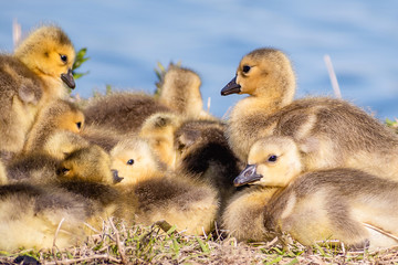 Goslings are enjoying springtime on green grass