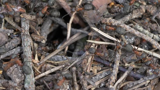 Ants crawling in & out of a tunnel in the anthill