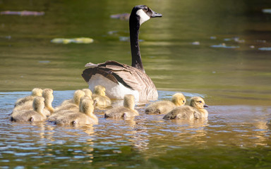 Geese and goslings are enjoying springtime on water