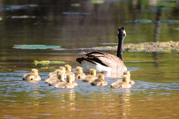Geese and goslings are enjoying springtime on water