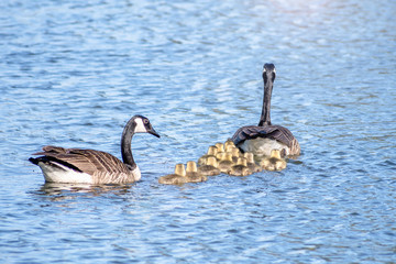 Geese and goslings are enjoying springtime on water