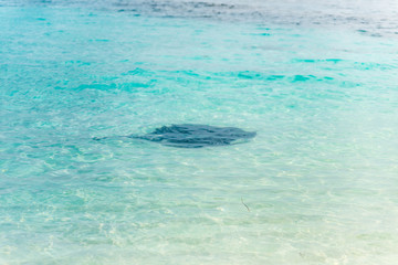 Hamelin Bay, Australia Occidental