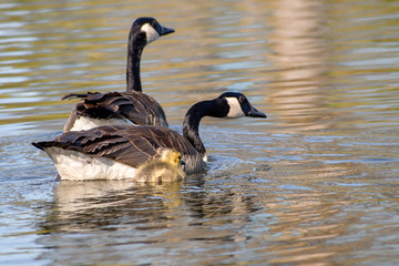 Geese and goslings are enjoying springtime on water