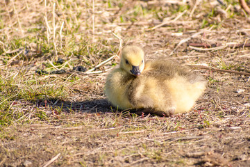 Goslings are enjoying springtime on green grass