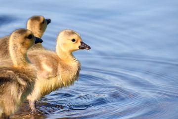 Goslings are enjoying springtime on green grass