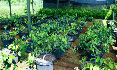 Planting pepper in a pot in Indonesia.