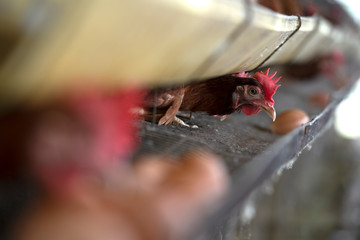 Chicken eggs in a cage in a farm industry for farmers in Asia