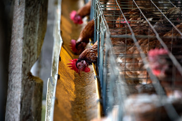 Chicken eggs in a cage in a farm industry for farmers in Asia