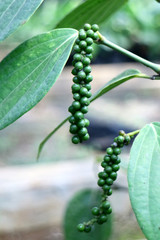 Black pepper grow on tree in Indonesia.