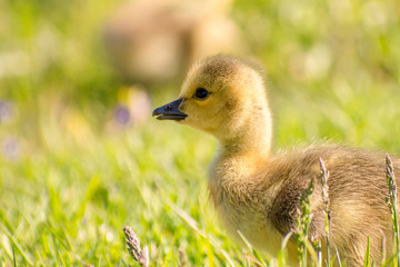 Goslings are enjoying springtime on green grass