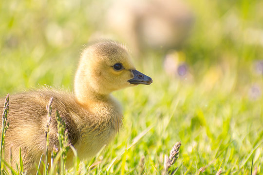 Goslings are enjoying springtime on green grass
