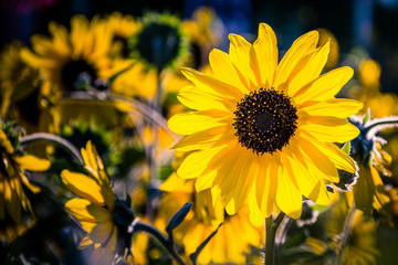 Wonderful sunflower shinning under the sunlight