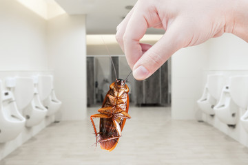 Hand holding brown cockroach on toilet background, eliminate cockroach in toilet,Cockroaches as carriers of disease