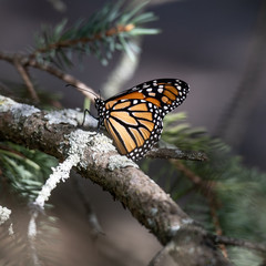 Monarch butterfly on a pine tree