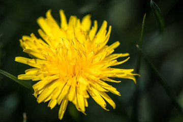 Yellow dandelion flower closeup. Petals grow among green grass on lawn.