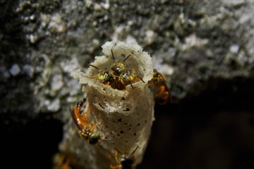 Native bees in Colombia (stingless bees) Tetragonisca angustula