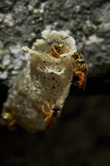 Entrance to community in native bees colony (stingless bees) Tetragonisca angustula