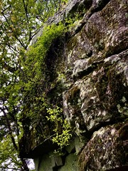 green moss on a tree