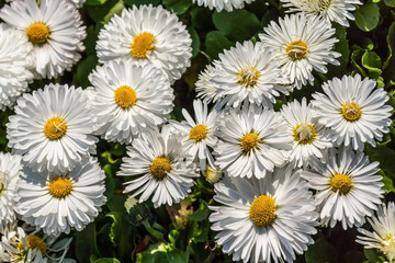 English daisies (bellis perennis) a common European species of daisy, family Asteraceae. © lizcoughlan