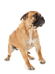 Fototapeta premium bullmastiff in studio