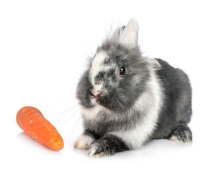 dwarf rabbit in studio