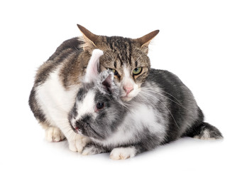 dwarf rabbit and cat