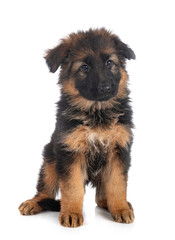 puppy german shepherd