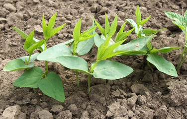 Young sprouts of Vigna unguiculata