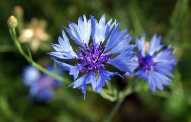 Blooming blue cornflowers